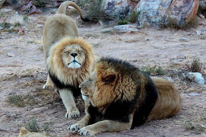 Aquila Game Reserve Safari With Wine Tasting, Transport & Lunch - Good To Know