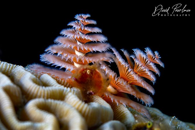 Aruba Guided Night Dive Adventure: Shallow Reefs or Shipwrecks - Overview and Experience