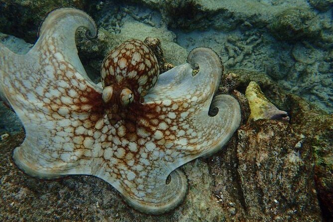Aruba Kayak Explorers - Good To Know