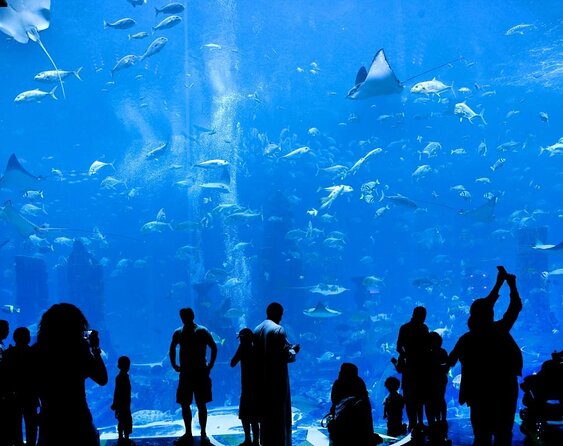 Atlantis Lost-Chamber Aquarium Dubai - Good To Know