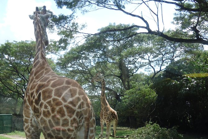 Auto Safari Chapin Drive-Through Nature Park & Zoo From Puerto Quetzal - About Your Stay