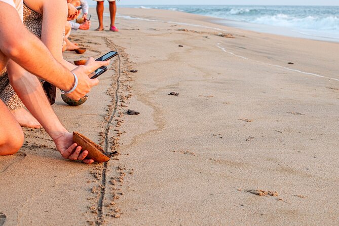 Baby Sea Turtle Release in Puerto Escondido