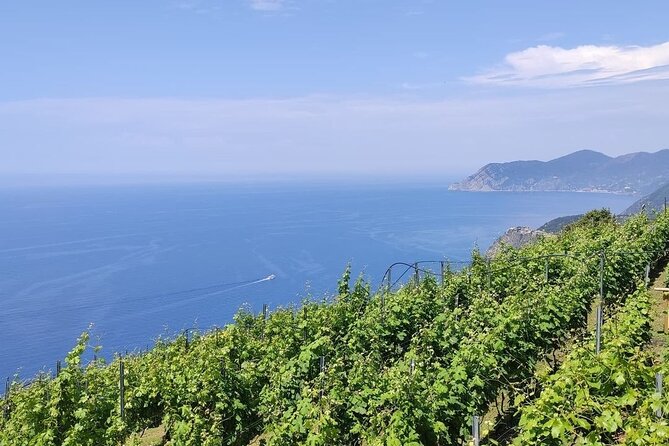 BarCa Winery Cinqueterre Trekking & Wine Tasting & Pesto Class - Good To Know