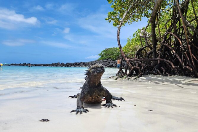 Beach Wildlife and Snorkel Adventure With Underwater Specialist - Good To Know