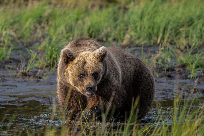 Bear and Arctic Animals 2 Day Trip From Rovaniemi - Good To Know