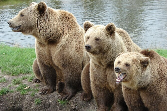 Bear Sanctuary, Bran Castle & Rasnov Fortress - Tour From Brasov - Good To Know