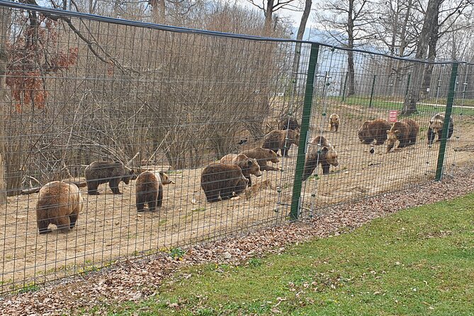 Bears Sanctuary, Dracula Castle and Brasov City - Full Day Trip From Bucharest - What to Expect