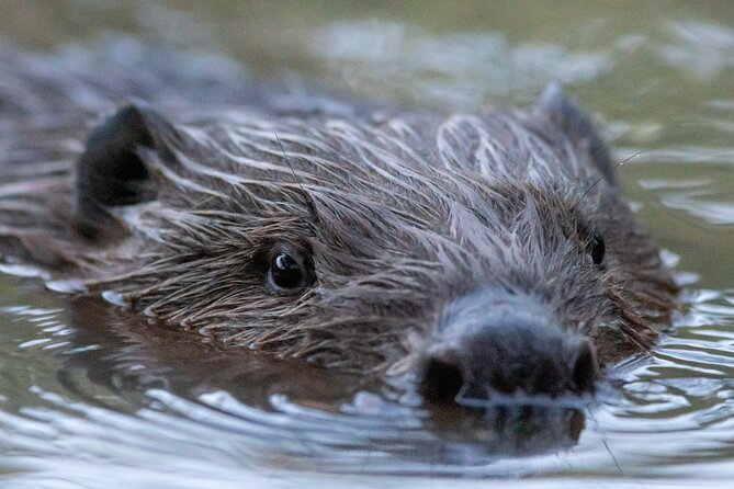 Beaver Safari and the Magic of Hortobágy - Key Points