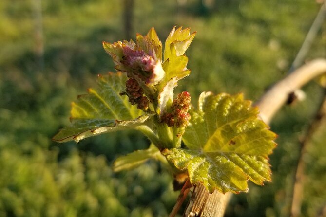 Become a Winemaker for a Day! - Key Points