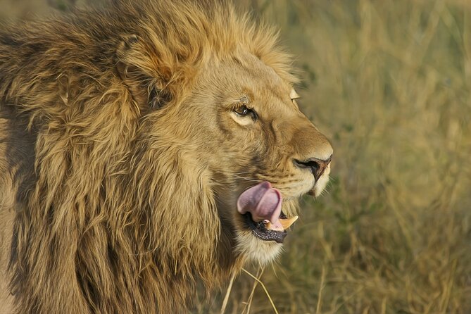 Best 7 Day 6-Night Tanzania Big Five Midrange Private Safari