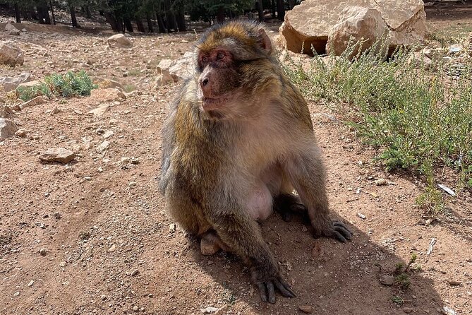 Best Fes to Merzouga Desert Tour 2 Days - Tour Overview and Experience