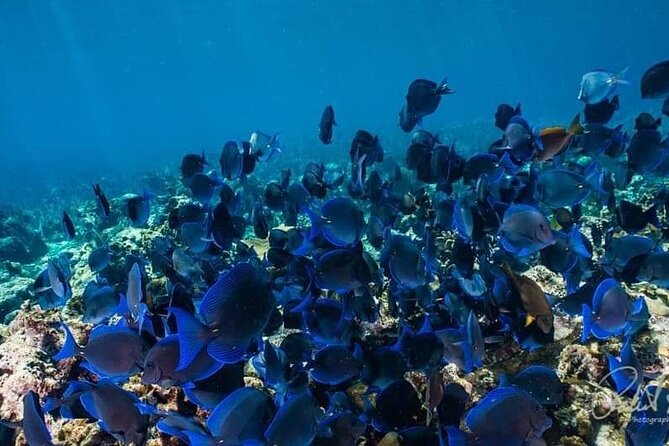 Best of Roatan by Land and Sea - About Your Stay