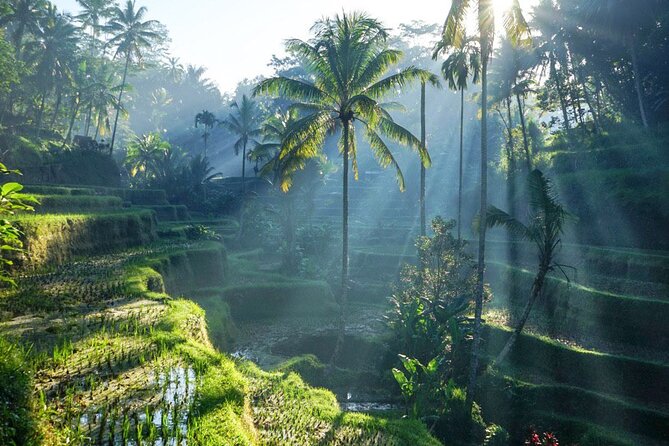 Best of Ubud: Rice Terrace, Temple and Waterfall Private Tour - Good To Know