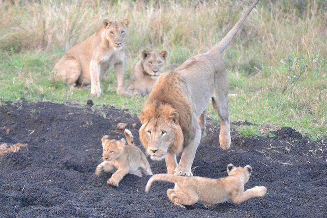 Big 5 Safari Durban Day Tour From Durban