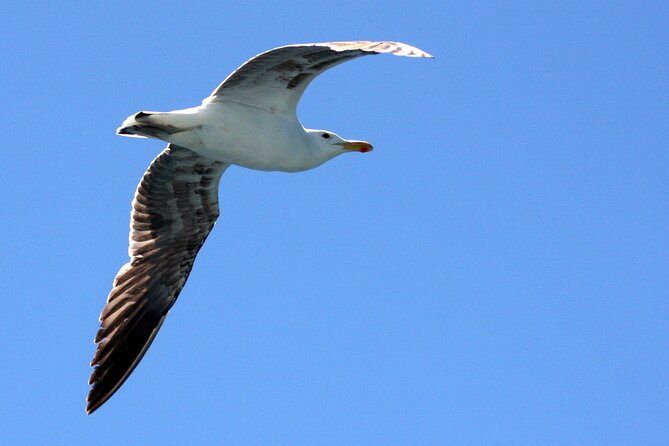 Big 5 Sea Safari in Walker Bay From Gansbaai - Good To Know