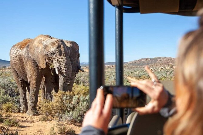 Big Five Safari Experience Near Cape Town ,South Africa - Good To Know