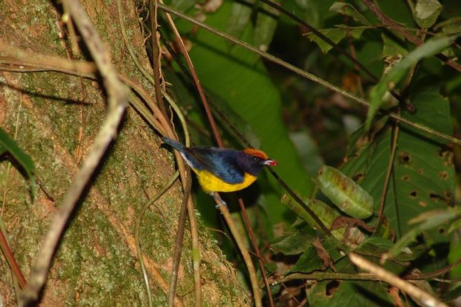 Bird Watching Tour From San José - About Your Stay