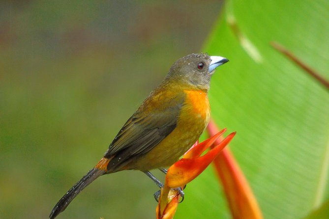 Bird Watching Tour - Tour Overview
