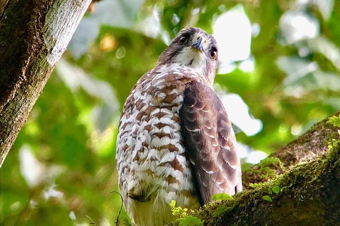 Birding at El Rey. (Marshes,Rice Fields,Canals) Private Birding Tour