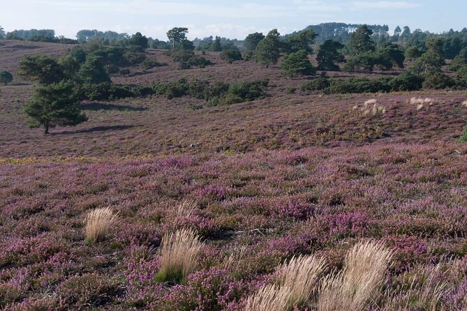 Birds and Wildlife of Thursley Heath Review - Key Points