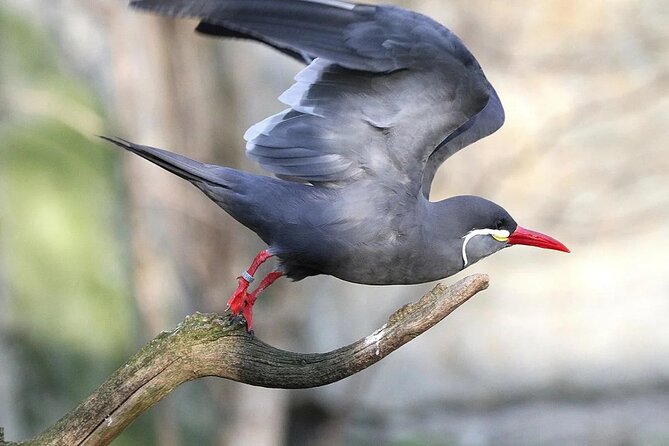 Birdwatching & Landscaping Tour in Lima - About Your Stay