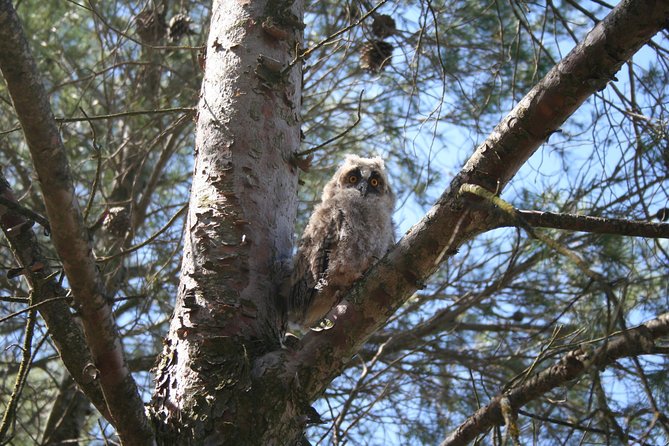 Birdwatching Montes De Toledo Orientales - Key Points