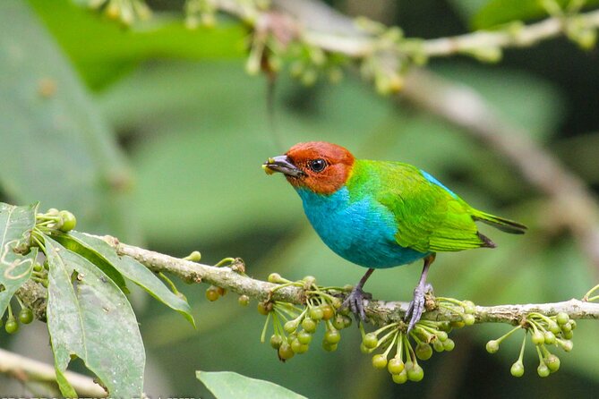 Birdwatching Tour, via Gualaceo to the Eastern Slope From Cuenca - Exploring the Eastern Slope