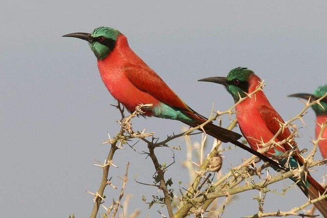 Birdwatching Tours - Overview of Birdwatching Tours