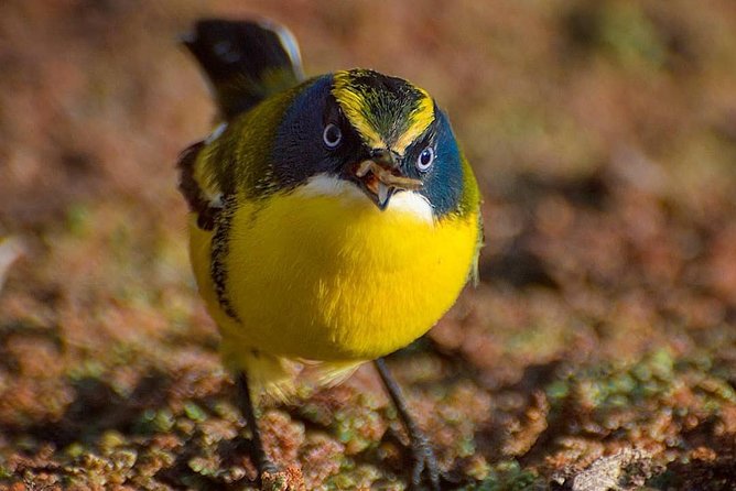 Birdwatching Wetland of Mantagua - About Your Stay