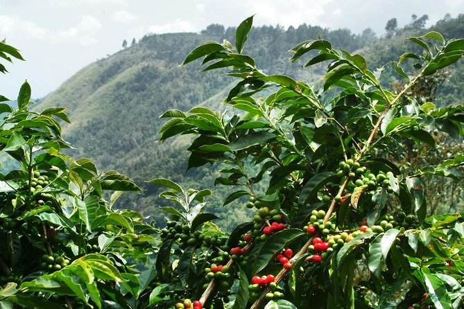 Blue Mountain Coffee Tour From Runaway Bay - Good To Know