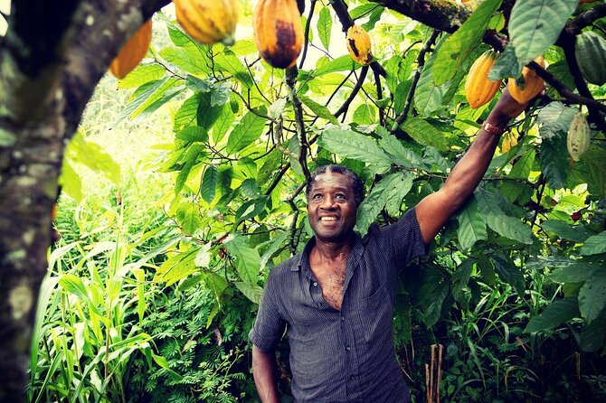 Boti Falls, Botanic Gardens, Cocoa Fam, Umbrella Rock Experience - Pricing and Booking
