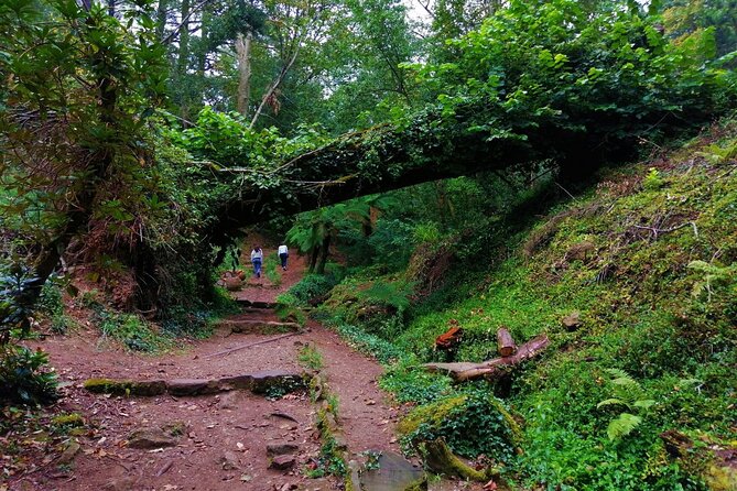 Bussaco Forest Walking Experience, Half Day From Coimbra - Good To Know