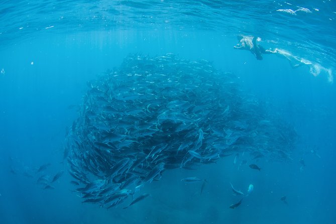 Cabo Pulmo National Park Snorkel Expedition From Cabo San Lucas - Key Points