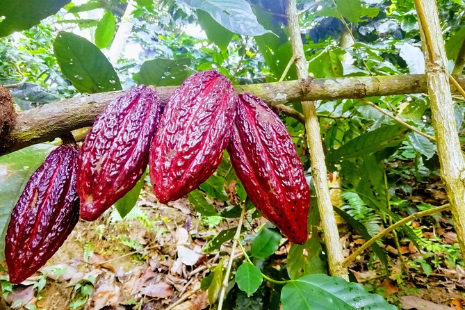 Cacao Indigenous Tour - Private Tour - About Your Stay