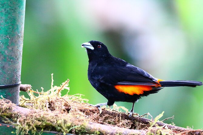 Cali: Bird Watching | Birding in the Cloud Forest at Kilometer 18 - Good To Know