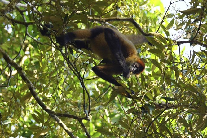 Caño Negro Wetlands by Boat|Small Groups 8 Max - Good To Know