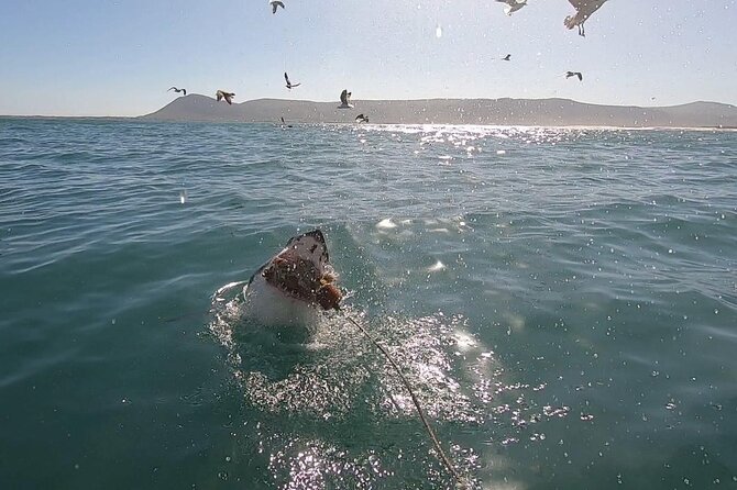 Cape Shark Diving Adventures - Good To Know