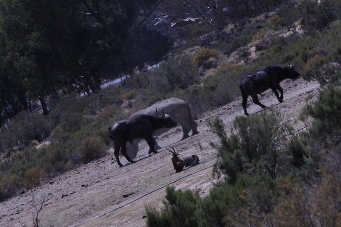 Cape Town Safari Big 5 Experience All Inclusive - Overview of the Big Five Safari