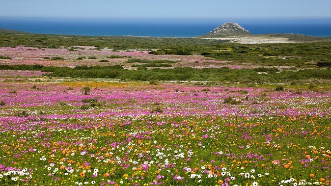 Cape West Coast Full Day Private Day Tour - Good To Know