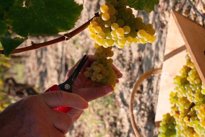 Castel Wine Tour in Bordeaux Margaux - Good To Know