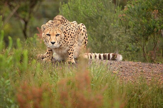 Cats in Conservation - Good To Know