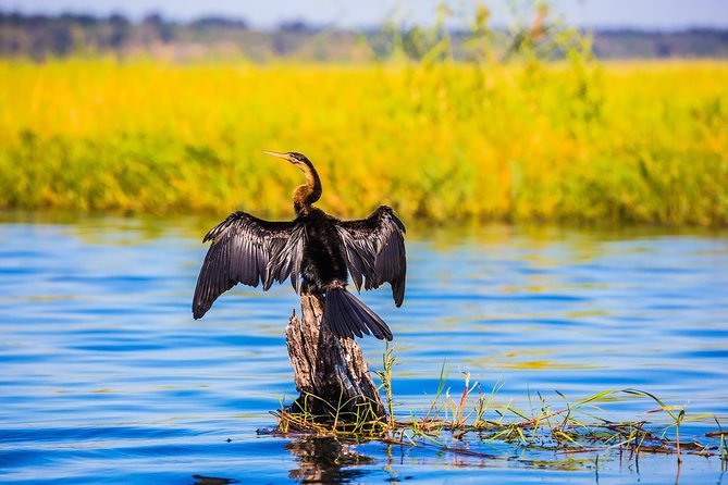 Chobe Full Day Trip - Overview of Chobe National Park