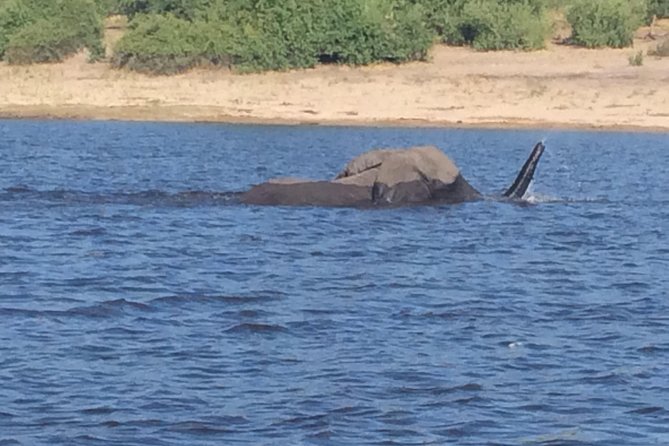 Chobe Full Day Trip - Good To Know