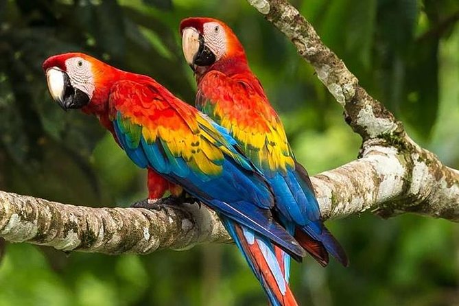 Chuncho Macaw Clay Lick Full Day - About Your Stay