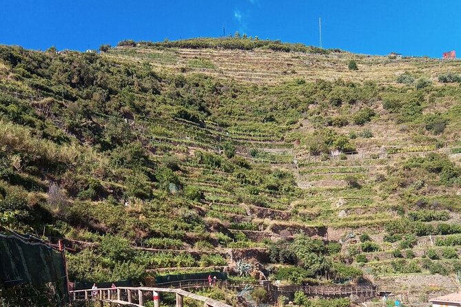 Cinque Terre Wine Tour and Tasting With the Somelier in Manarola - Overview of the Cinque Terre Wine Experience