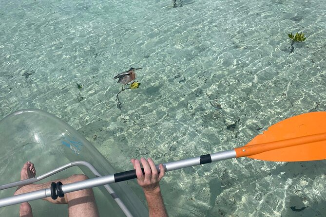 Clear Kayak Tour in Turks & Caicos Islands - Tour Overview and Details
