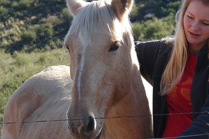Coaching With Horses in Dominican Republic - Key Points