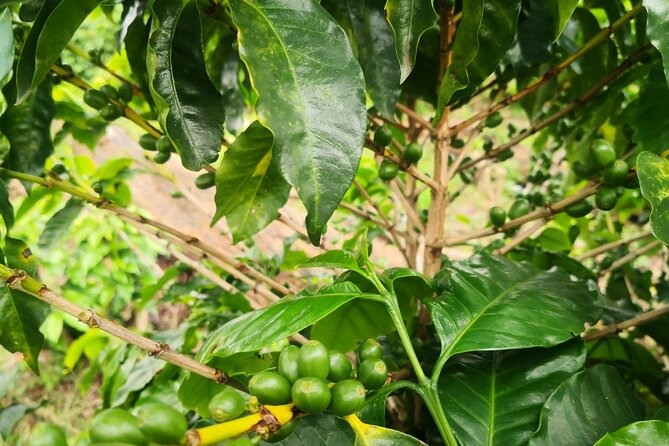 Coffee and Chocolate Walking and Sightseeing Tour at Monteverde Santa Elena - Good To Know