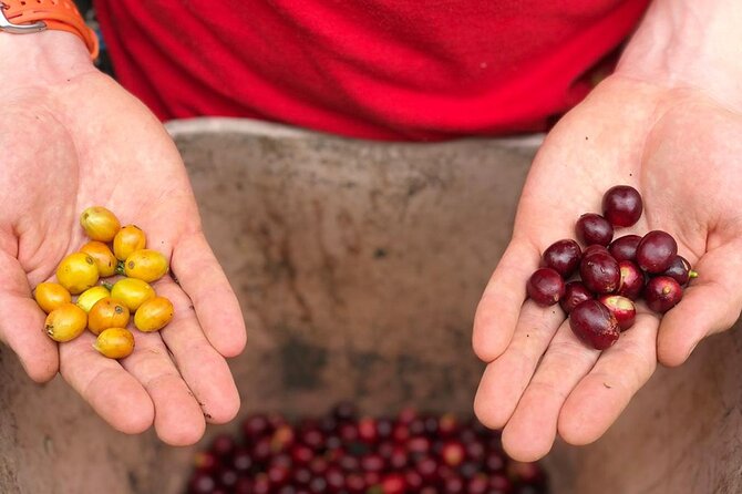 Coffee Farm and Salento Walking Tour With Lunch
