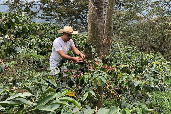 Coffee Farm and Salento Walking Tour With Lunch - About Your Stay
